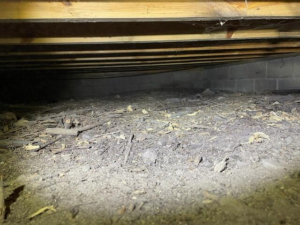 Musty crawl space before encapsulation in Hackensack, MN
